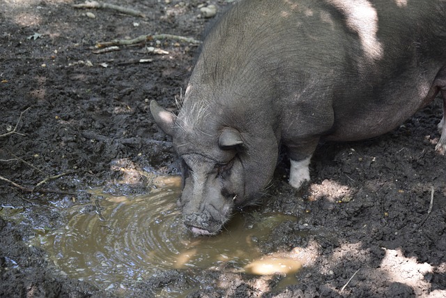 练的战术意 练的战术意