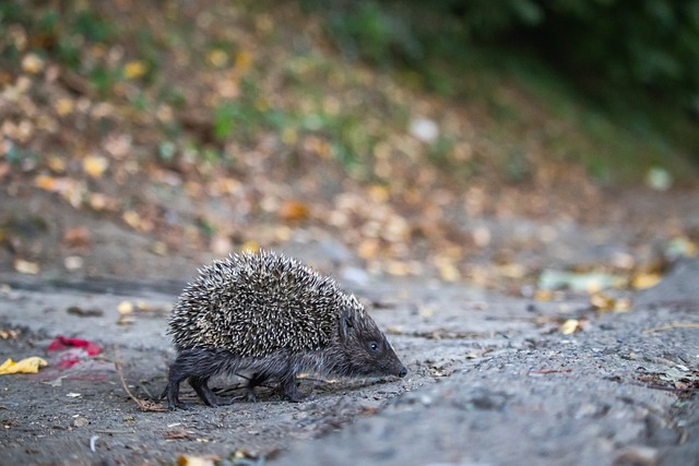 赛机会来提 赛机会来提